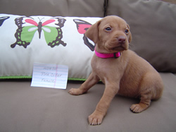 Female Vizsla Puppy