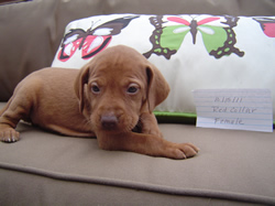 Female Vizsla Puppy