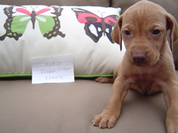 Female Vizsla Puppy