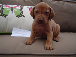 Female Vizsla Puppy