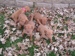 Female Vizsla Puppy