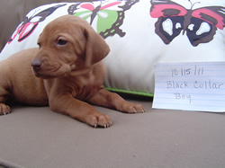 Male Vizsla Puppy