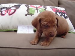 Male Vizsla Puppy