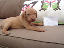 Male Vizsla Puppy
