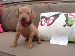 Male Vizsla Puppy