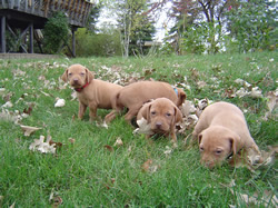 Male Vizsla Puppy
