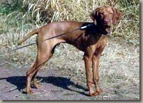 Vizsla Image