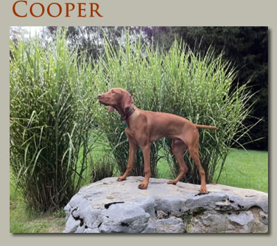 Cooper