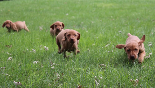 Vizsla Puppies Available Now