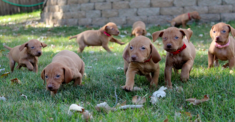 vizslas breeder, vizsla breeder, lone oaks vizslas, marc williams, keri williams, hutchinson, mn, minnesota, hunting dog breeding, bird dogs, vizslas dog breeding, puppies