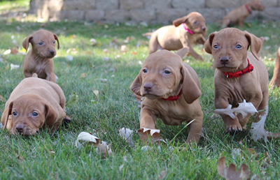 Litter available 10-4-12