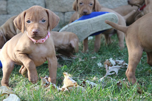 Litter Available 10/4/12