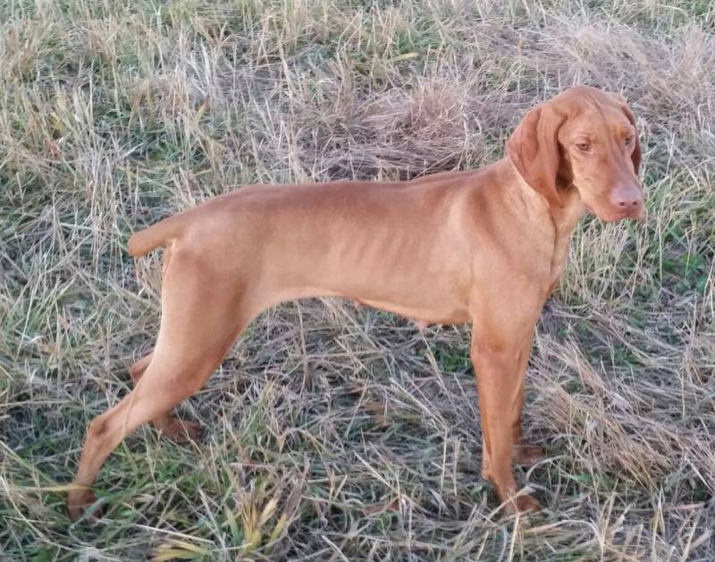 vizsla docked tail