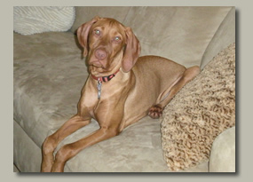 Vizsla Image