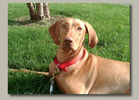 Vizsla Image