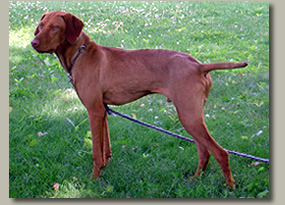 Vizsla Image