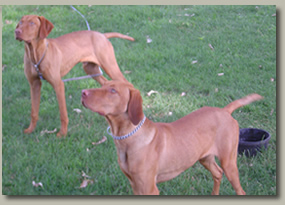 Vizsla Image