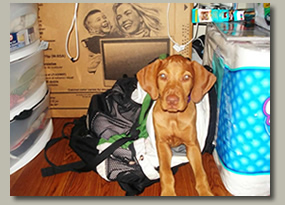 Vizsla Image