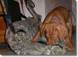 Vizsla Image