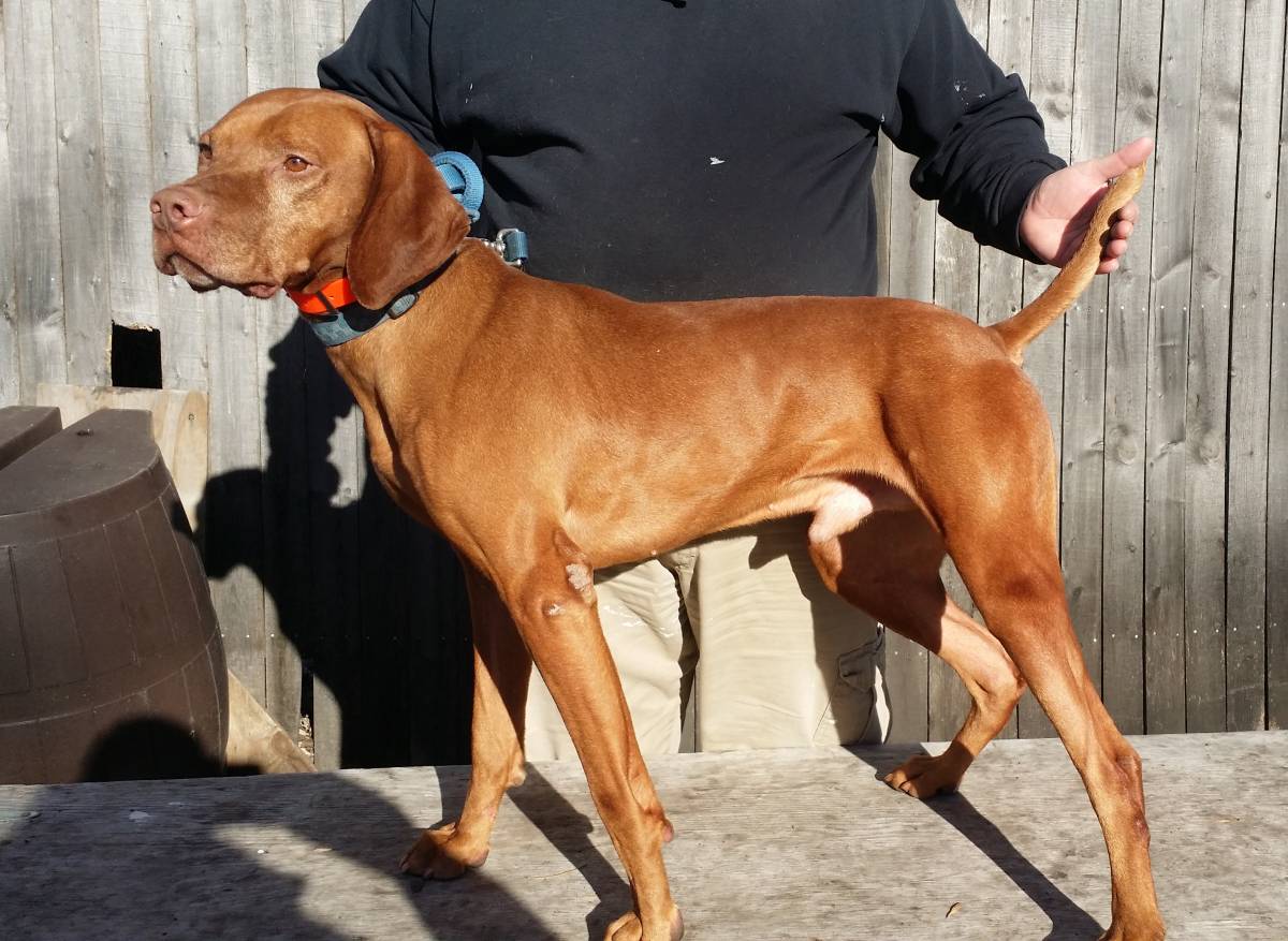 vizsla breeders