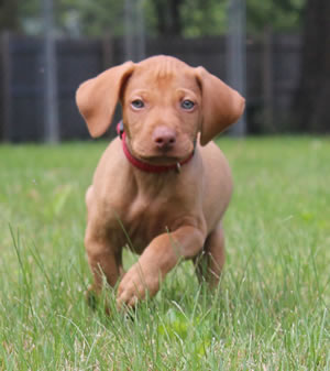 Vizsla Puppies Available Now