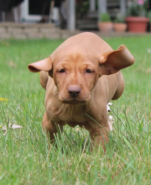 Vizsla Puppies Available Now