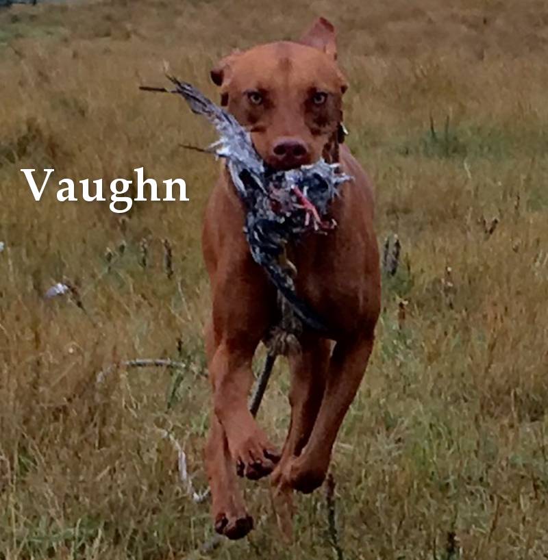 Vaughn, vizslas breeder, vizsla breeder, lone oaks vizslas, marc williams, hutchinson, mn, minnesota, hunting dog breeding, bird dogs, vizslas dog breeding