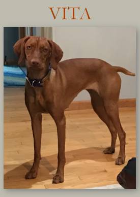 Vita, lone oak vizslas, hutchinson, mn, dog breeders